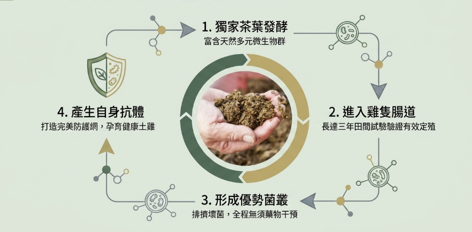 益可福牧場的雞隻與自然飼養場景