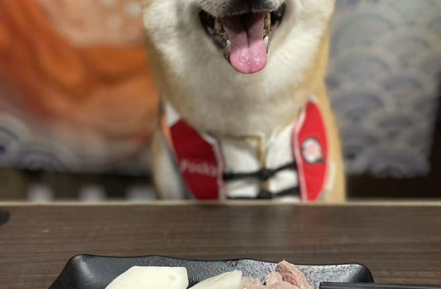 憨吉與波吉媽的毛孩日常