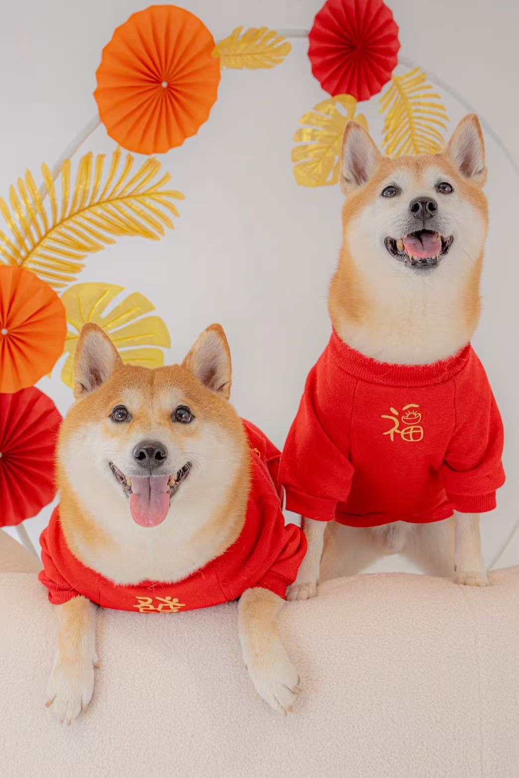 憨吉與波吉媽的影像創作日常